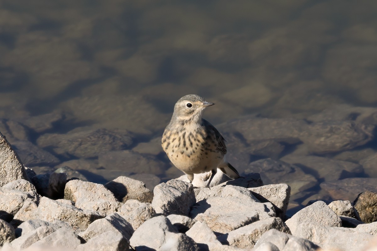 American Pipit - Chris Benesh