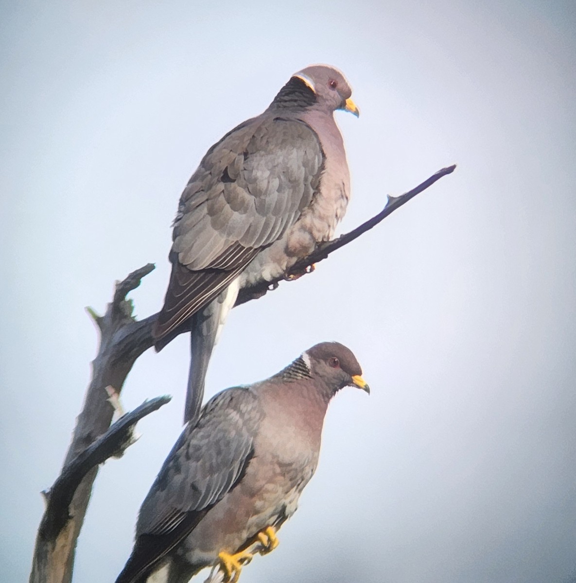 Band-tailed Pigeon - Will Kennerley