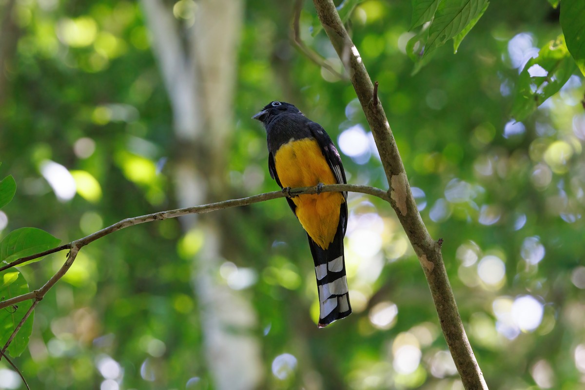 Black-headed Trogon - ML617483397