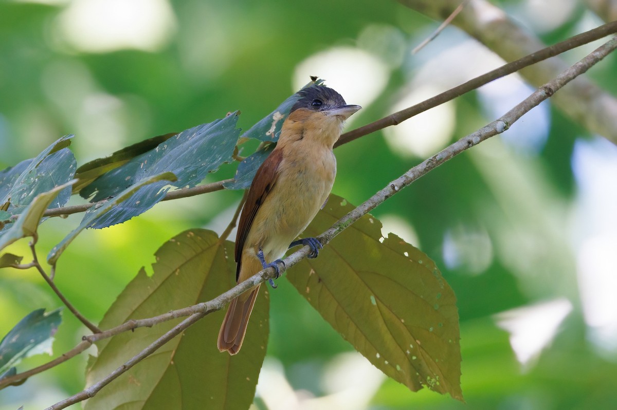 Rose-throated Becard - Henry Wyn-Jones