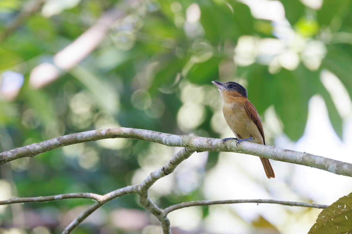 Rose-throated Becard - ML617483419