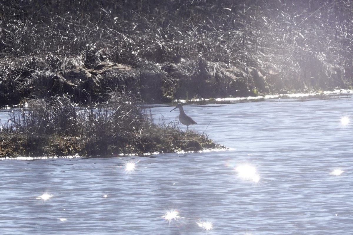 Short-billed Dowitcher - ML617483432