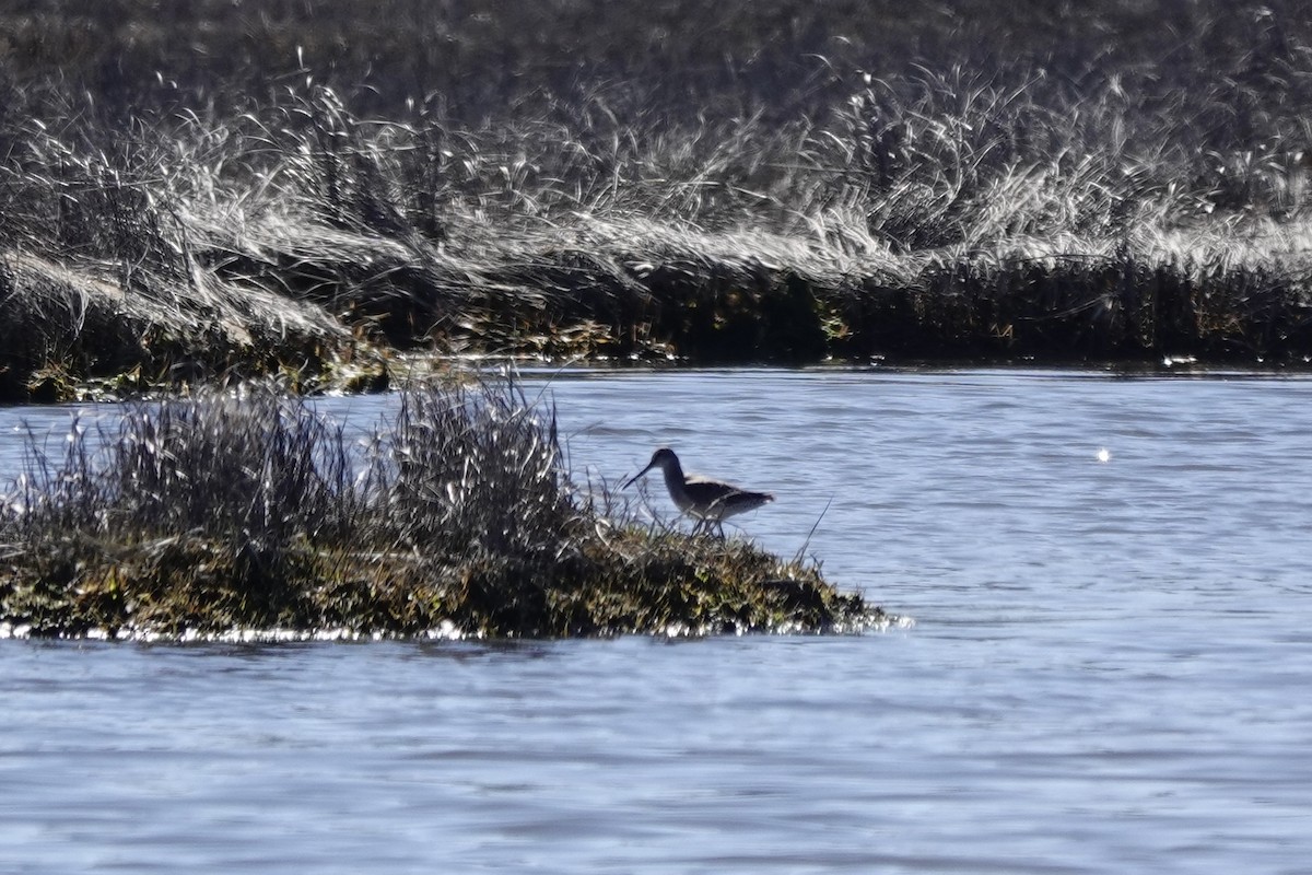 Short-billed Dowitcher - ML617483434