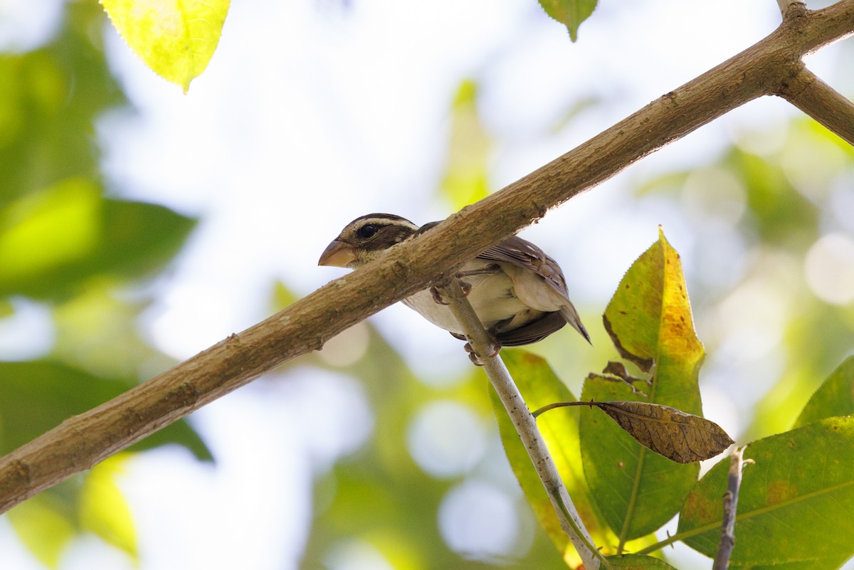 Rose-breasted Grosbeak - ML617483435