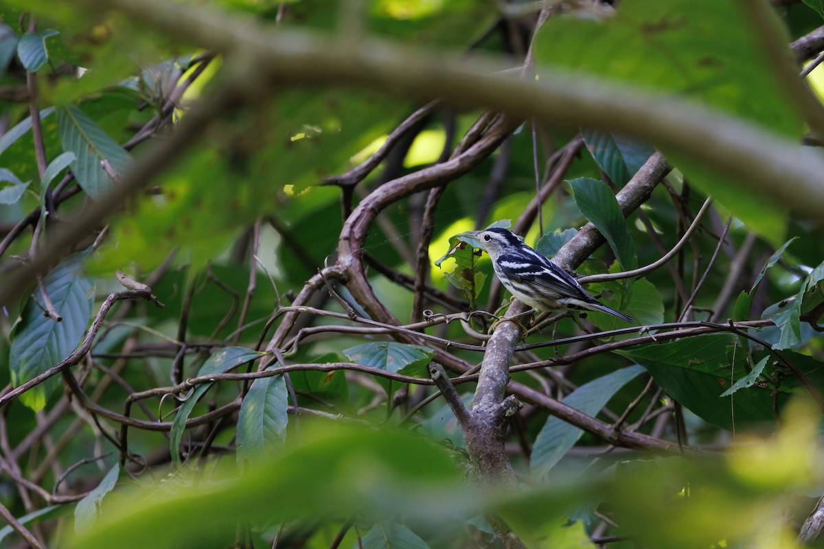 Black-and-white Warbler - Henry Wyn-Jones