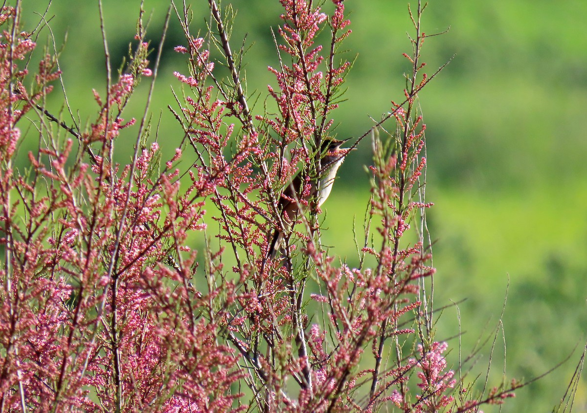 Savi's Warbler - Francisco Javier Calvo lesmes