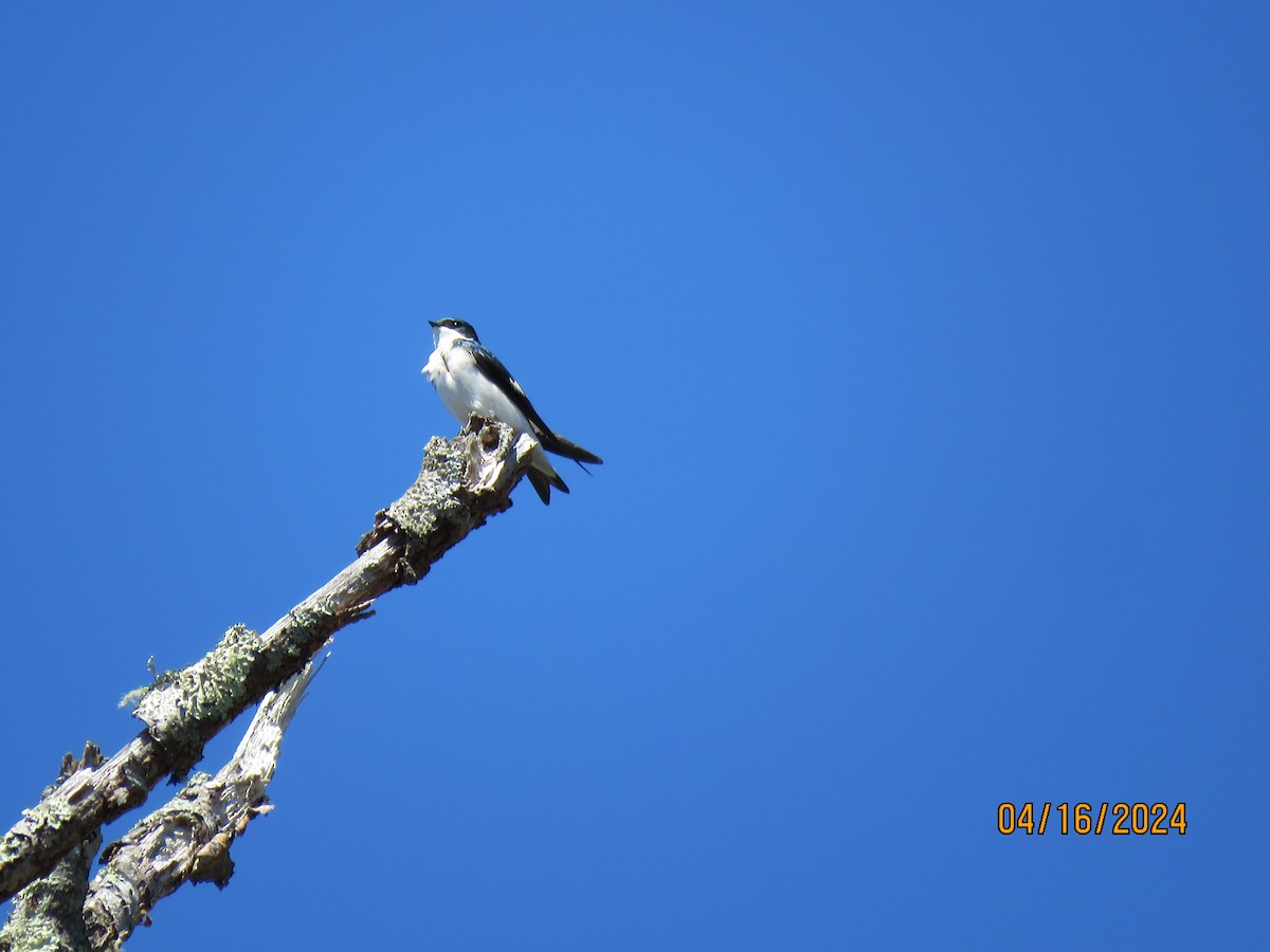 Tree Swallow - Linda Gardrel