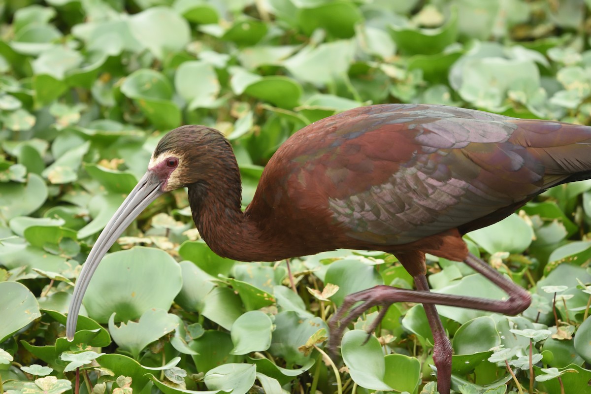 White-faced Ibis - ML617483542