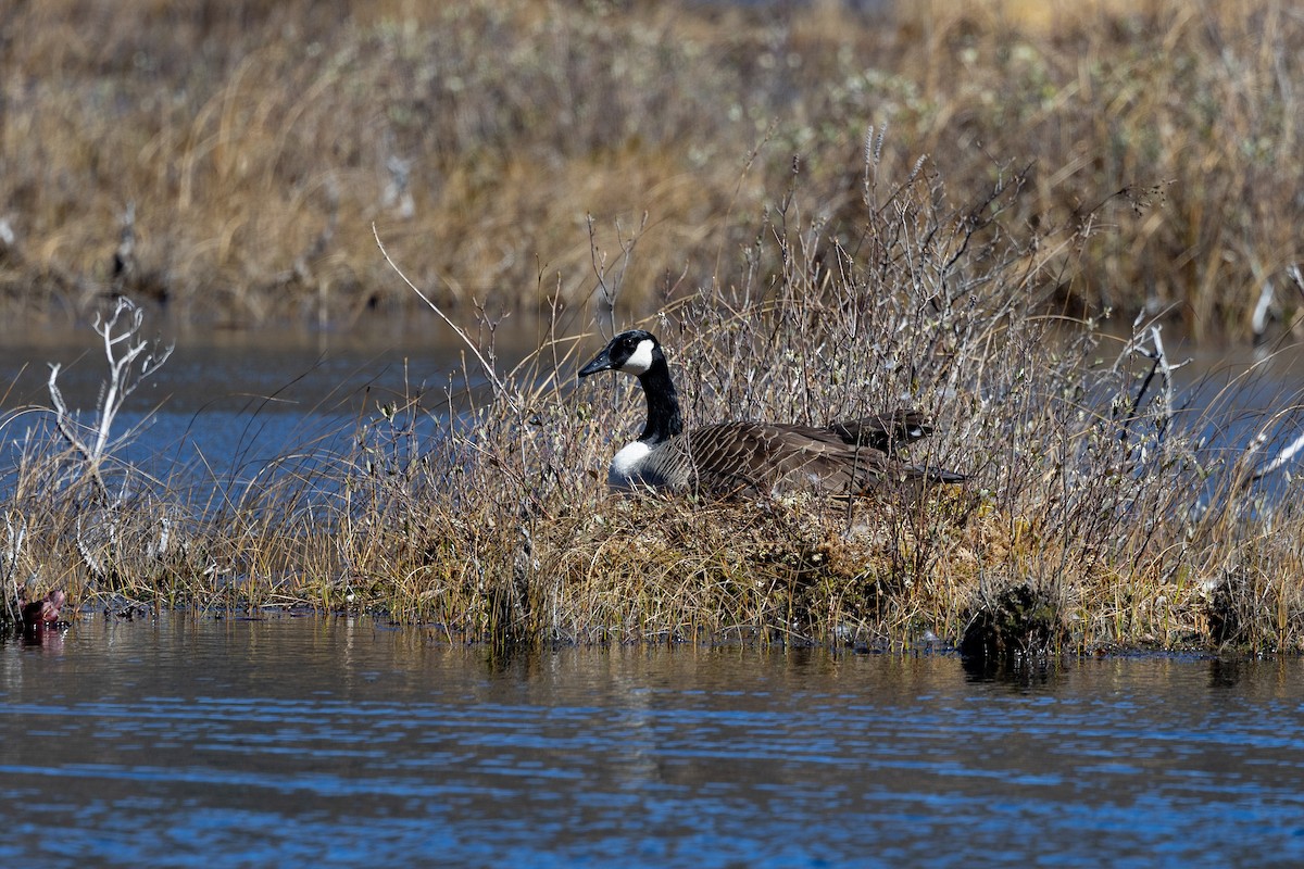 Canada Goose - ML617483549