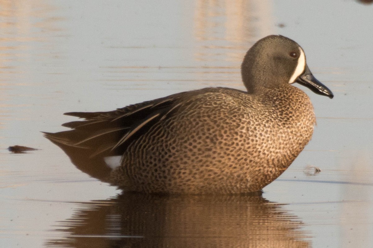 Blue-winged Teal - Dave Bennett