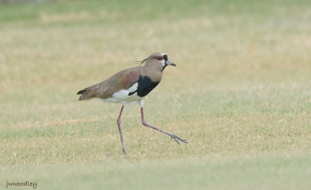 Southern Lapwing - ML617483629