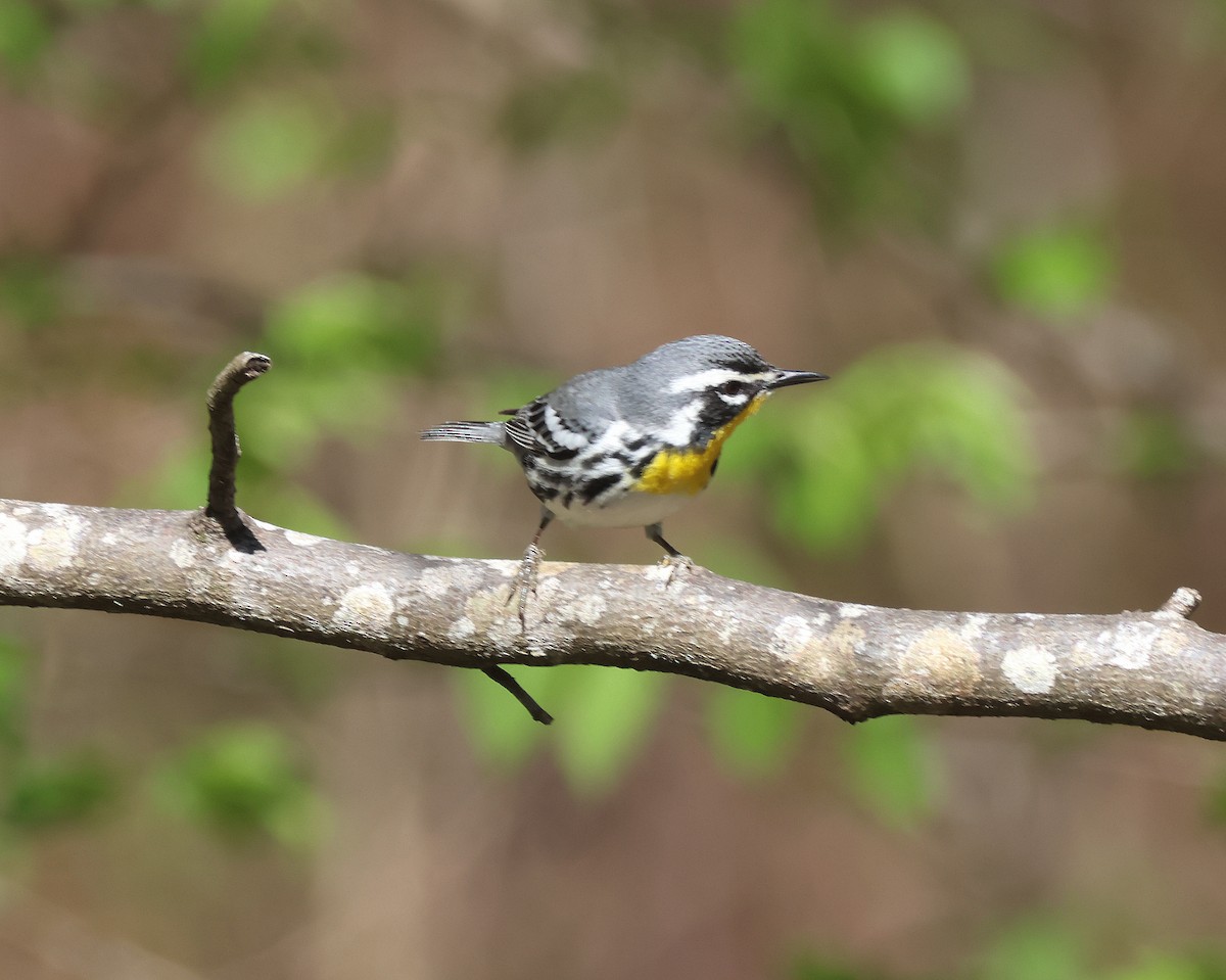 Yellow-throated Warbler - ML617483636