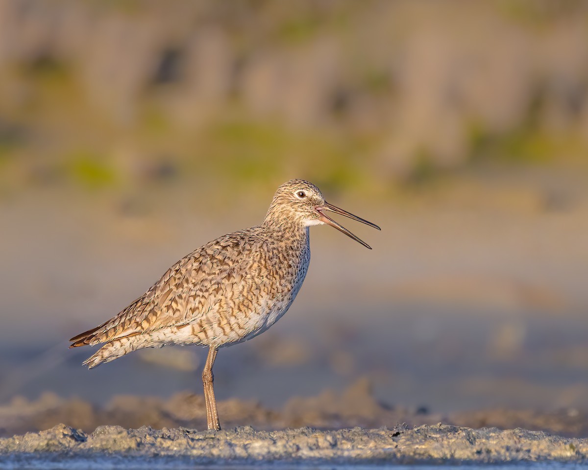 Willet - ML617483639