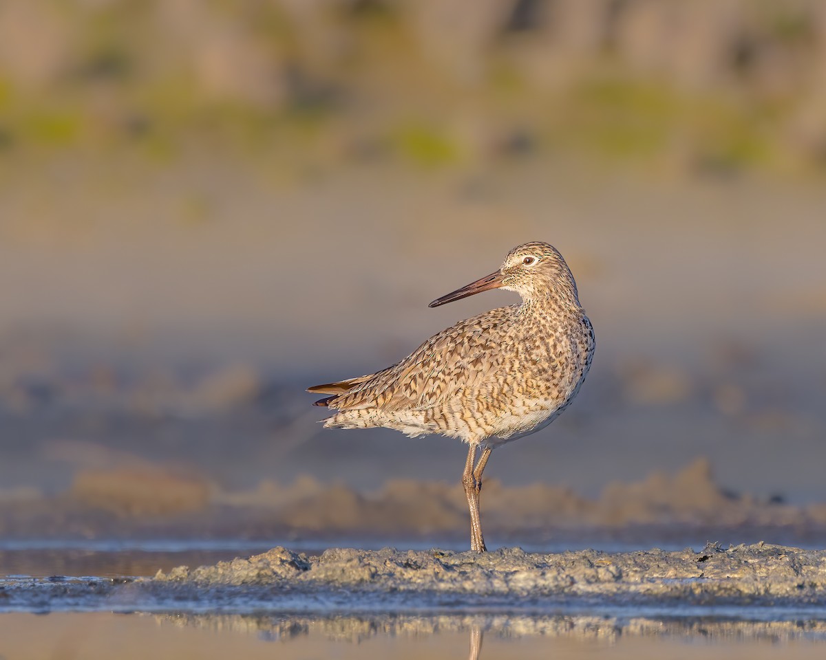 Willet - ML617483640