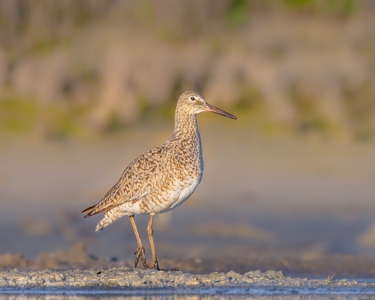 Willet - ML617483641