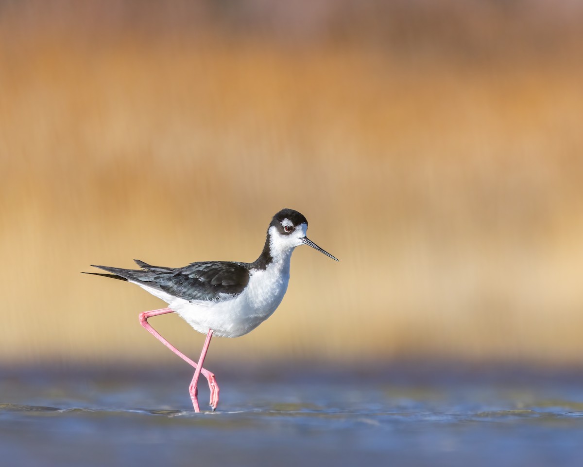 Black-necked Stilt - ML617483645