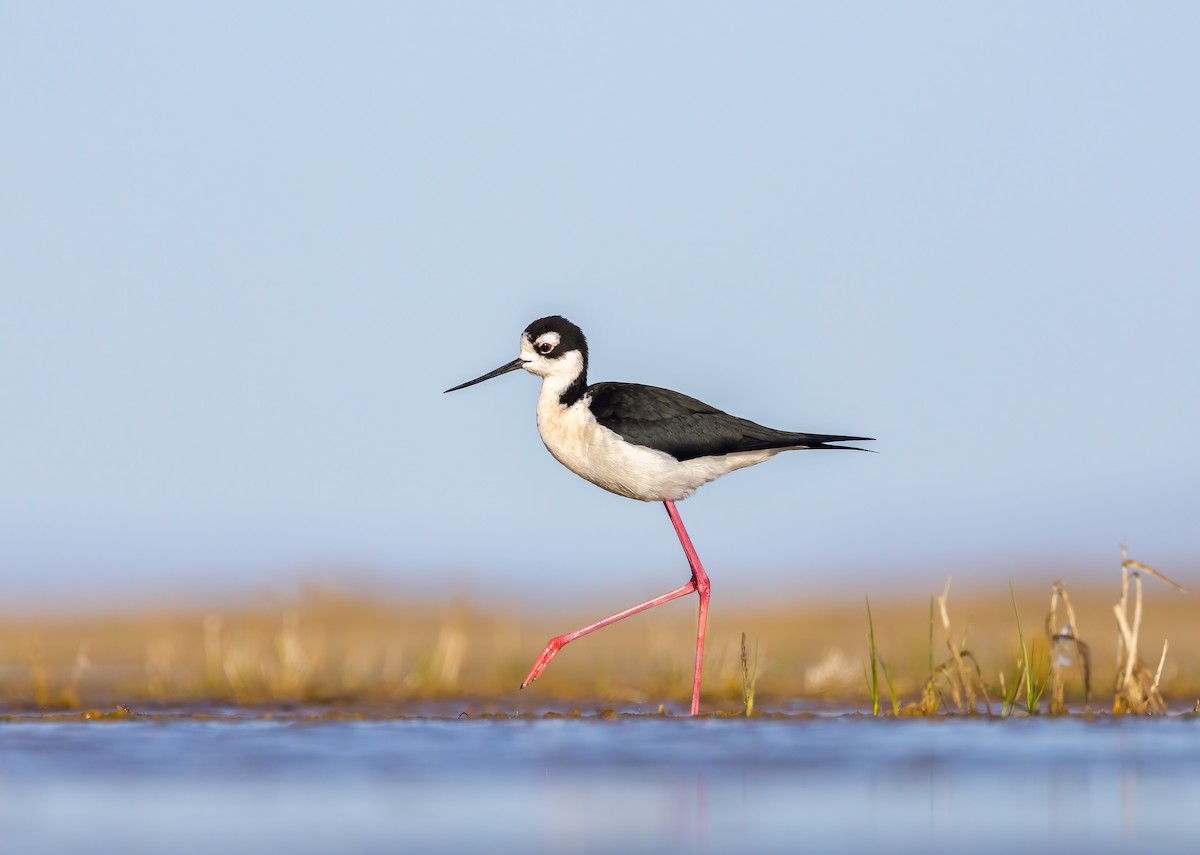 Black-necked Stilt - ML617483646