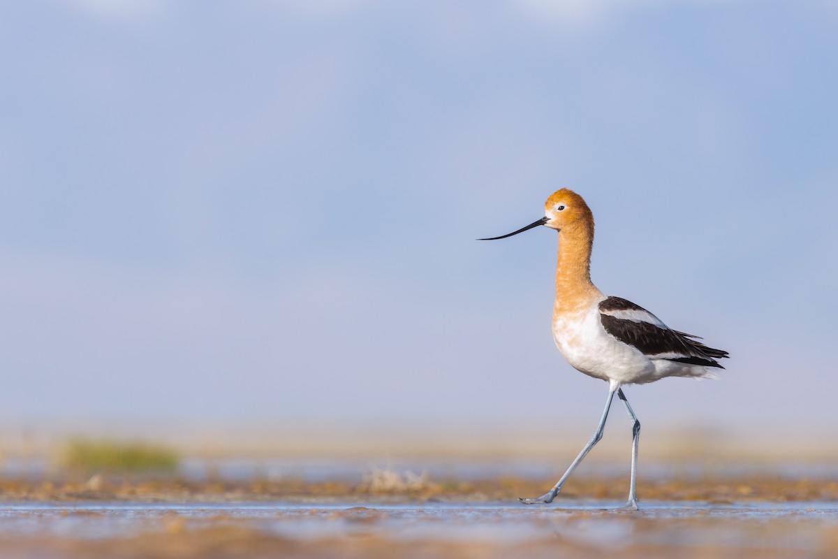 Avocette d'Amérique - ML617483652