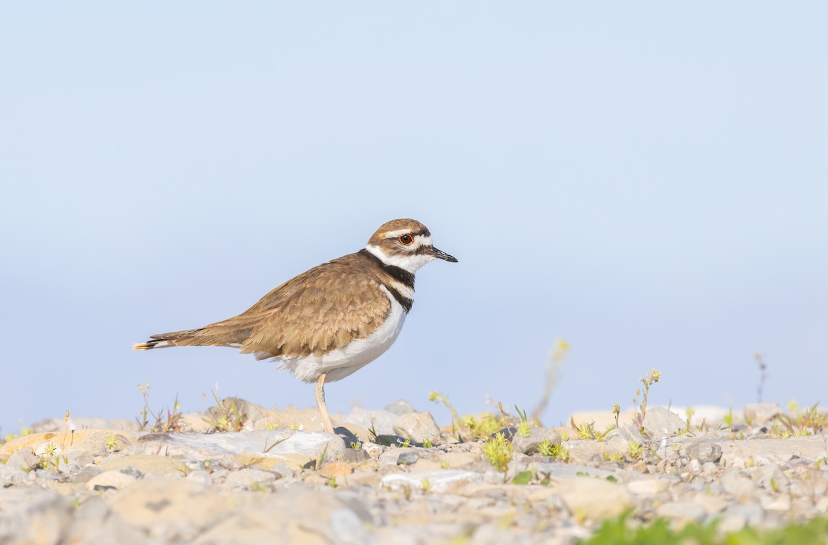 Killdeer - ML617483654