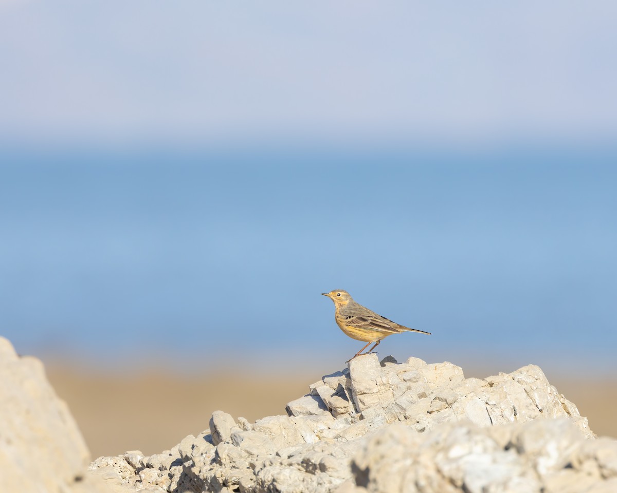 American Pipit - ML617483659