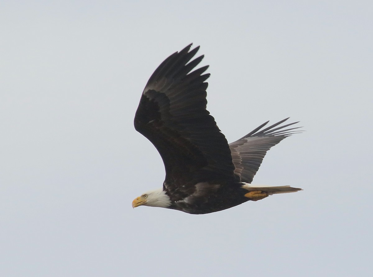 Bald Eagle - ML617483669