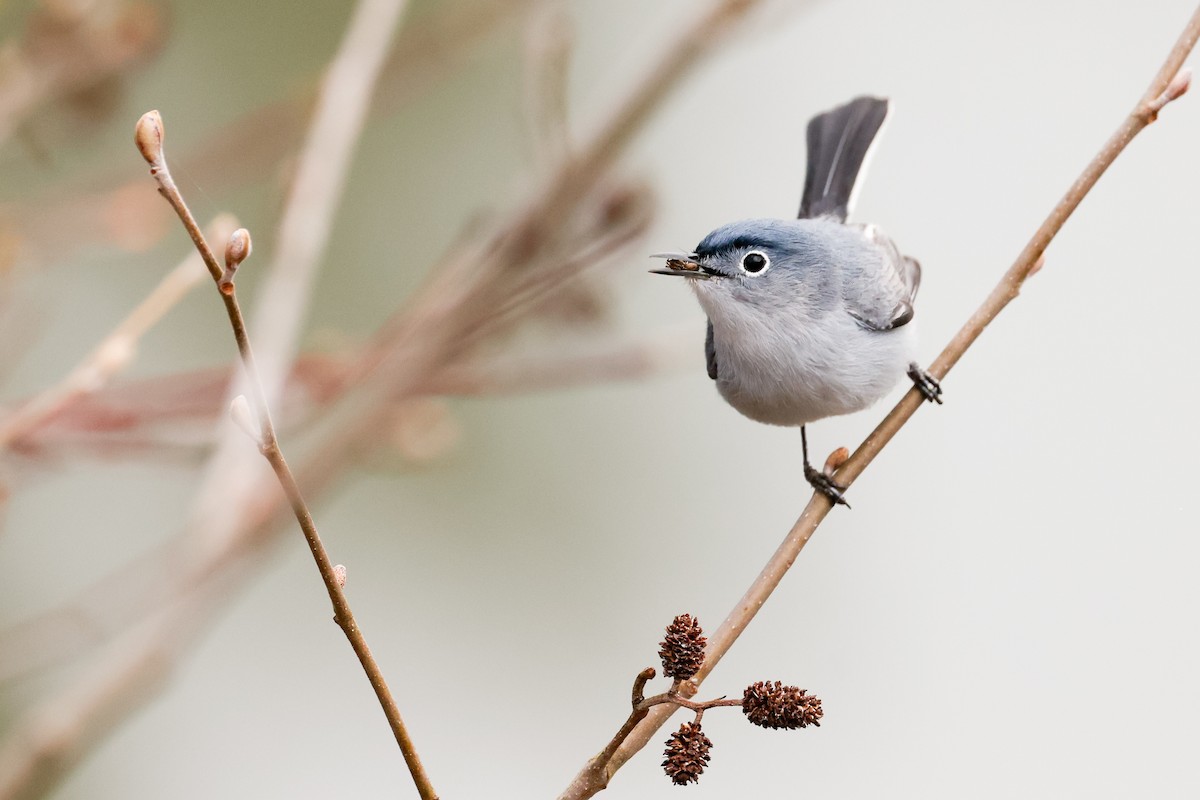 Blue-gray Gnatcatcher - Baxter Beamer