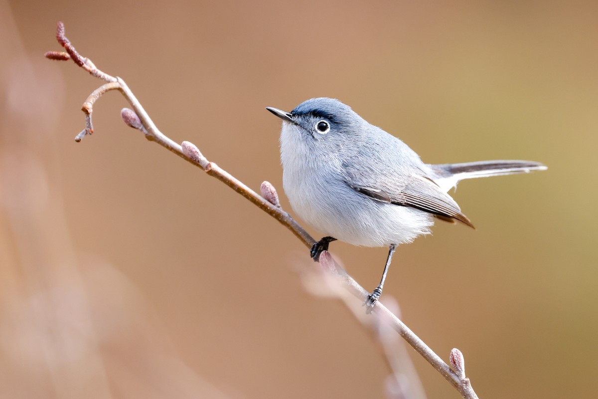 Blue-gray Gnatcatcher - Baxter Beamer