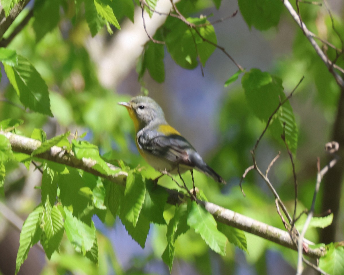 Northern Parula - ML617483700