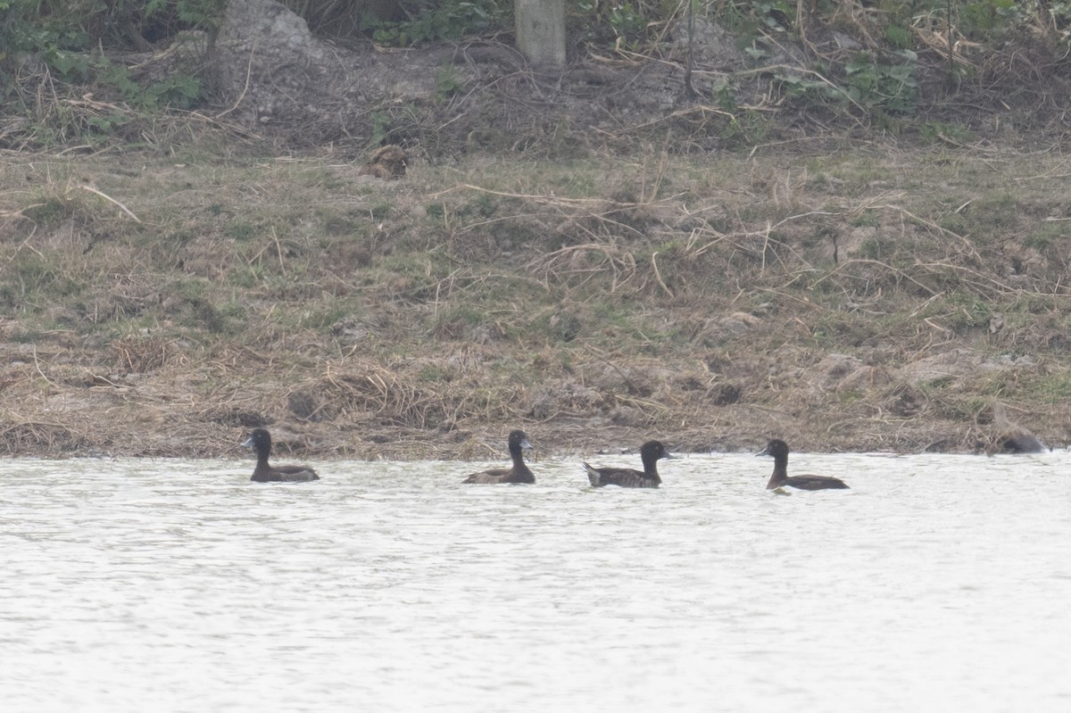 Tufted Duck - ML617483716