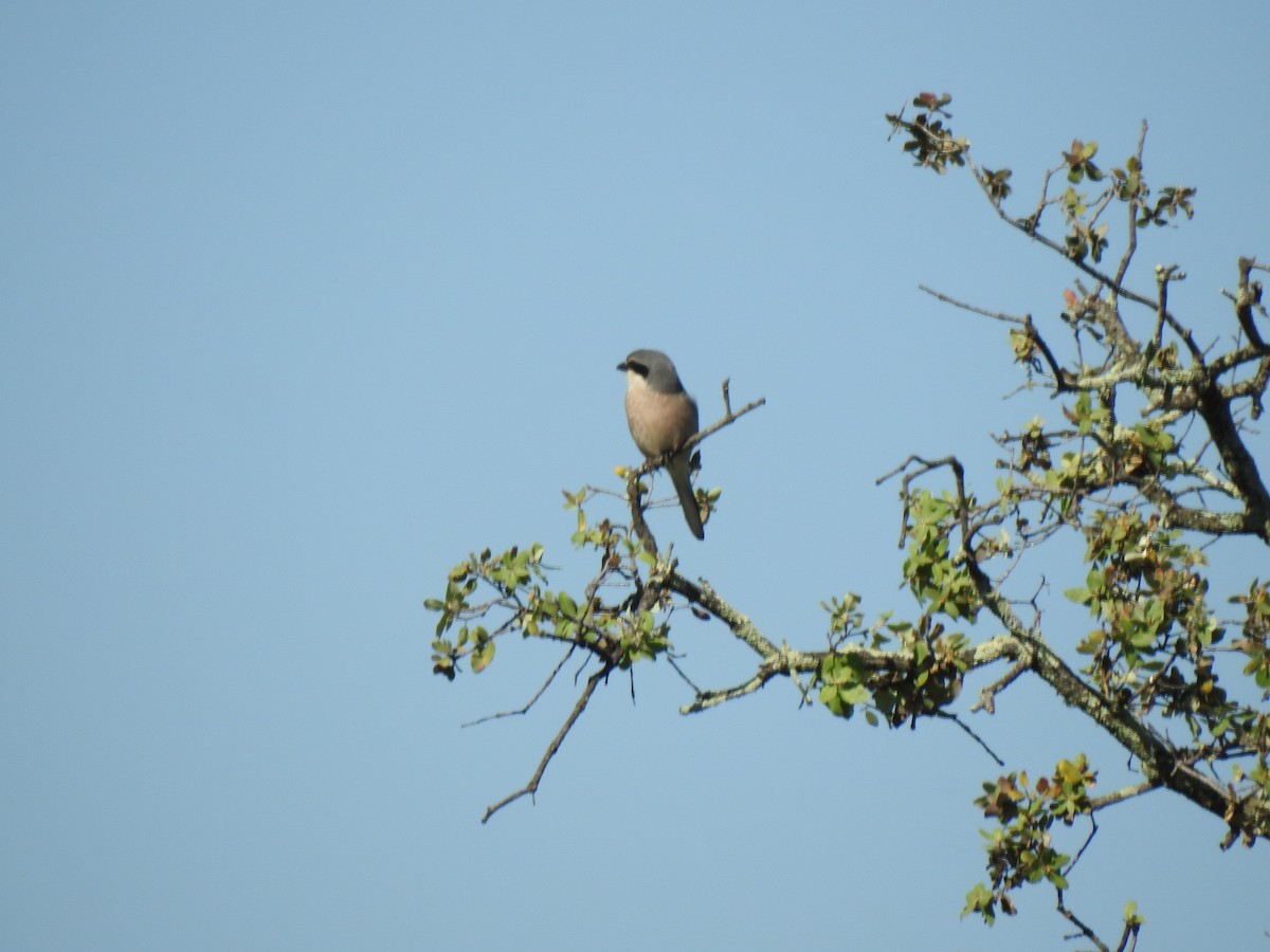 Iberian Gray Shrike - ML617483734