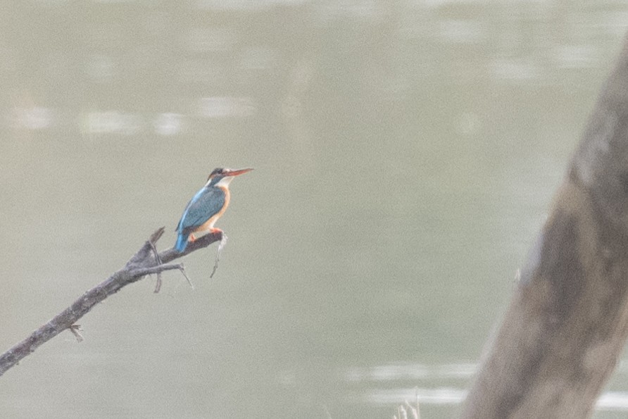 Martin-pêcheur d'Europe - ML617483813