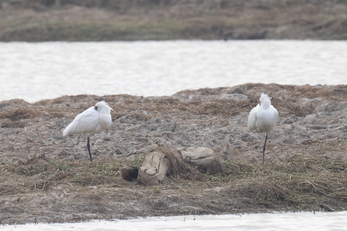 Black-faced Spoonbill - ML617483826