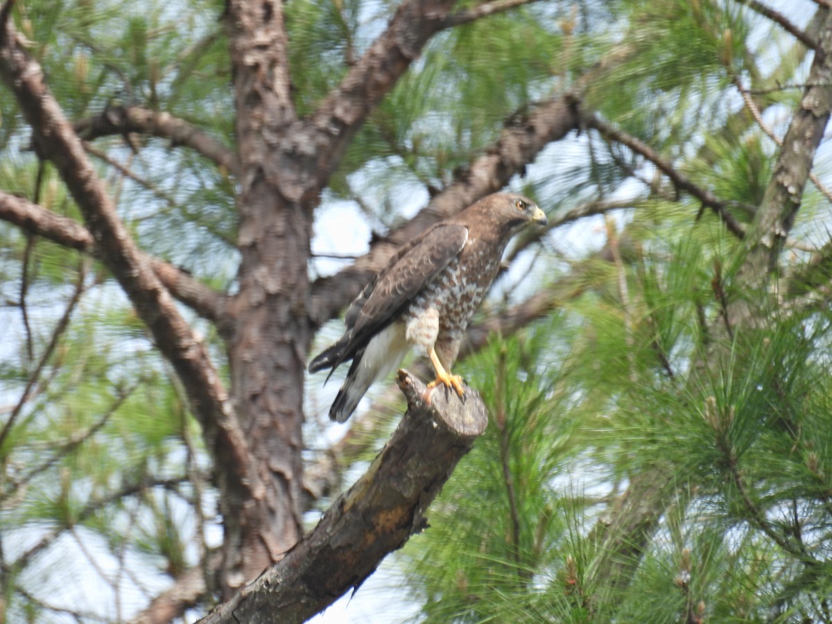 Broad-winged Hawk - c c