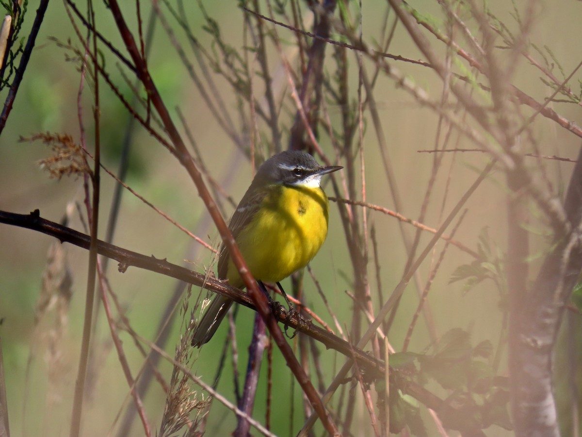 Western Yellow Wagtail (iberiae) - Francisco Javier Calvo lesmes