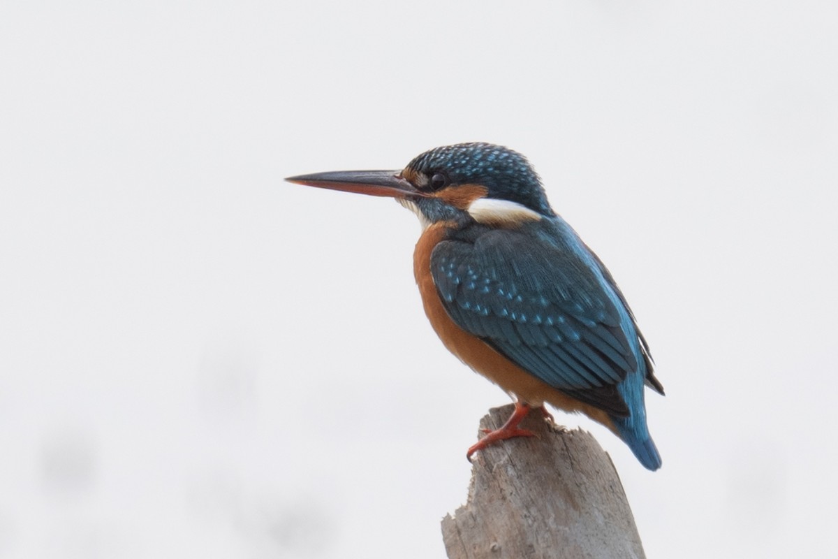 Common Kingfisher - ML617483847