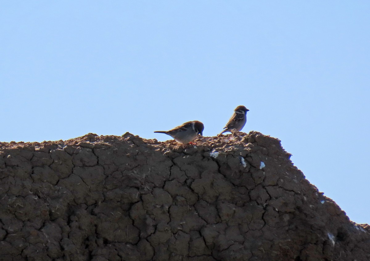 Eurasian Tree Sparrow - Francisco Javier Calvo lesmes