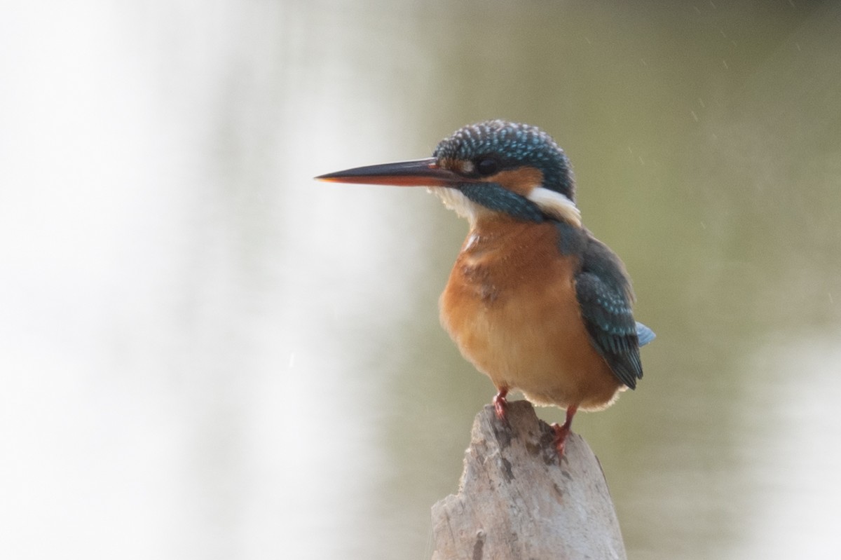 Common Kingfisher - ML617483874