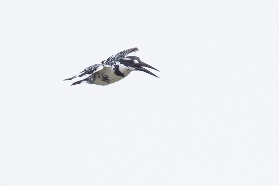 Pied Kingfisher - ML617483880