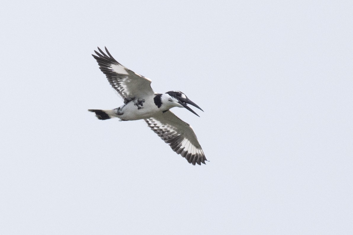 Pied Kingfisher - ML617483881