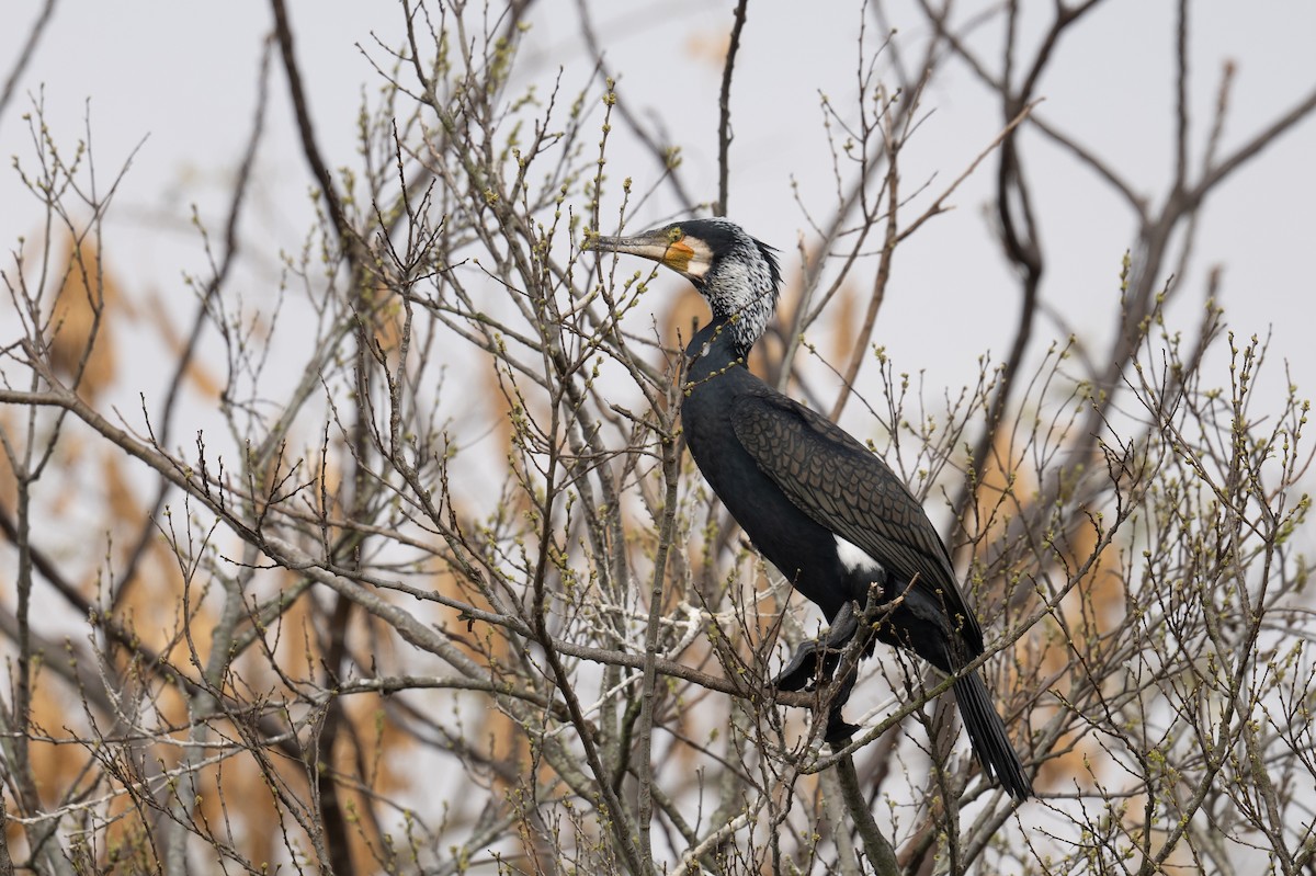 Great Cormorant - ML617483900