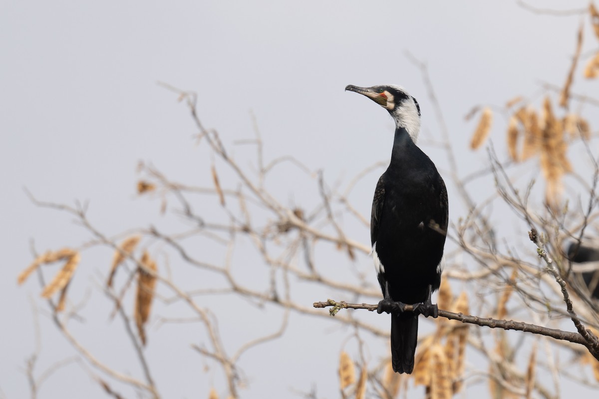 Great Cormorant - ML617483906