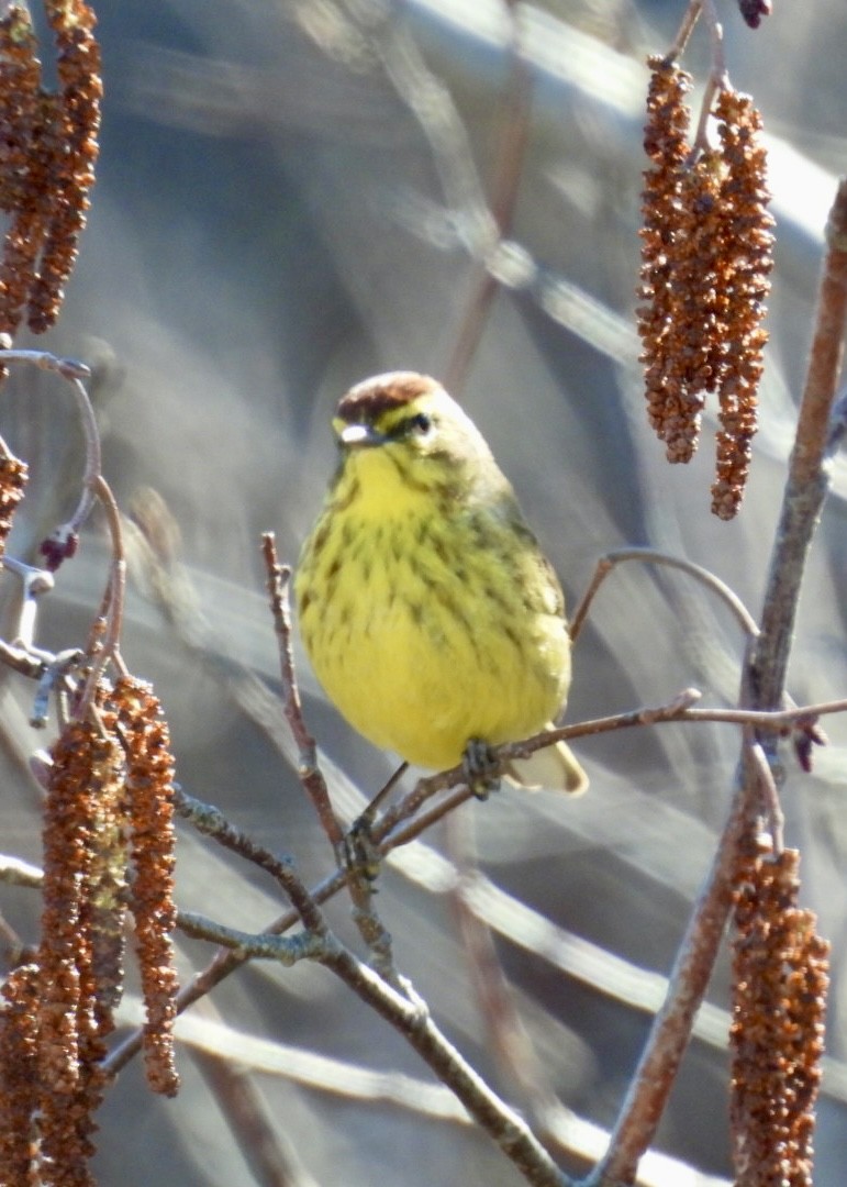 Palm Warbler - Donna Reis