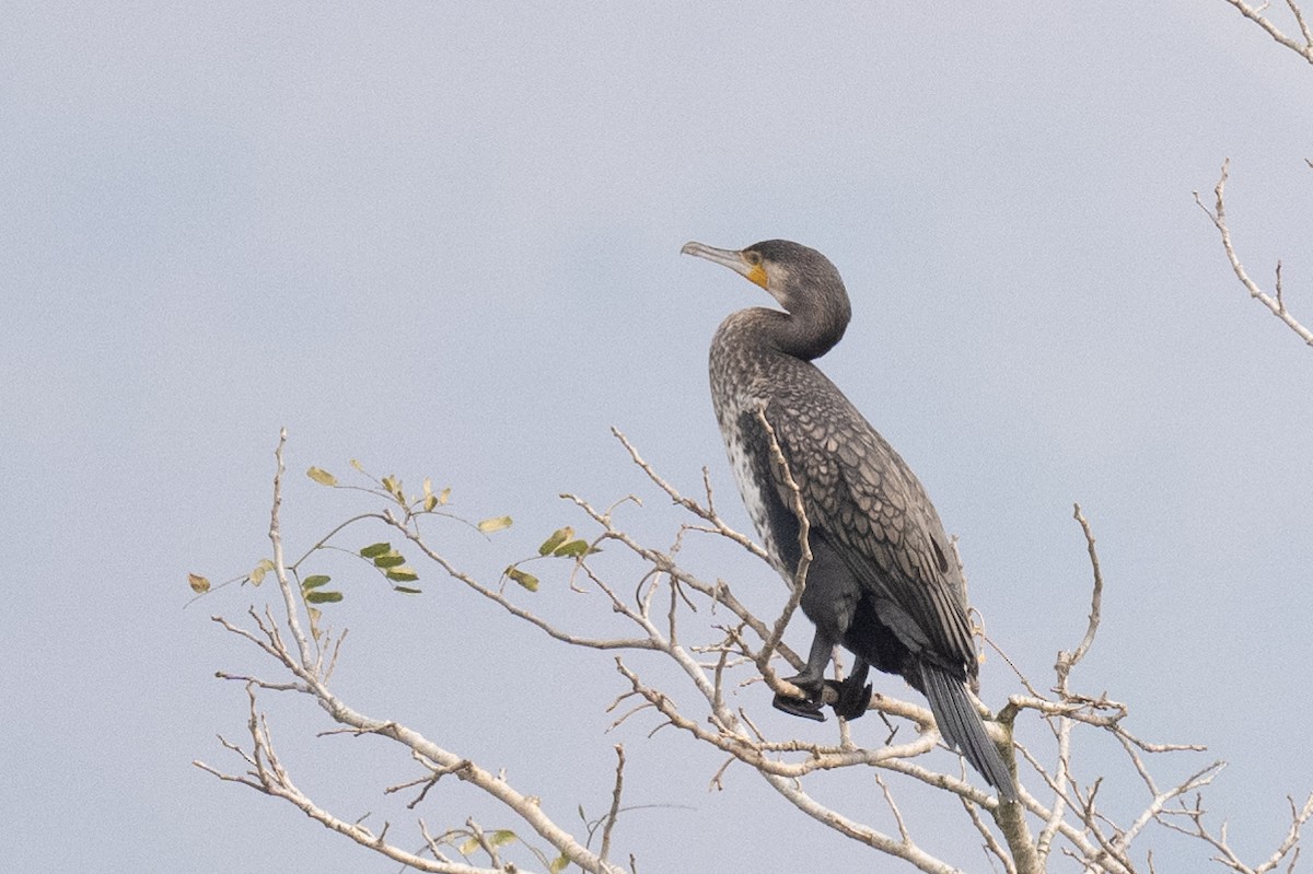 Great Cormorant - ML617483921