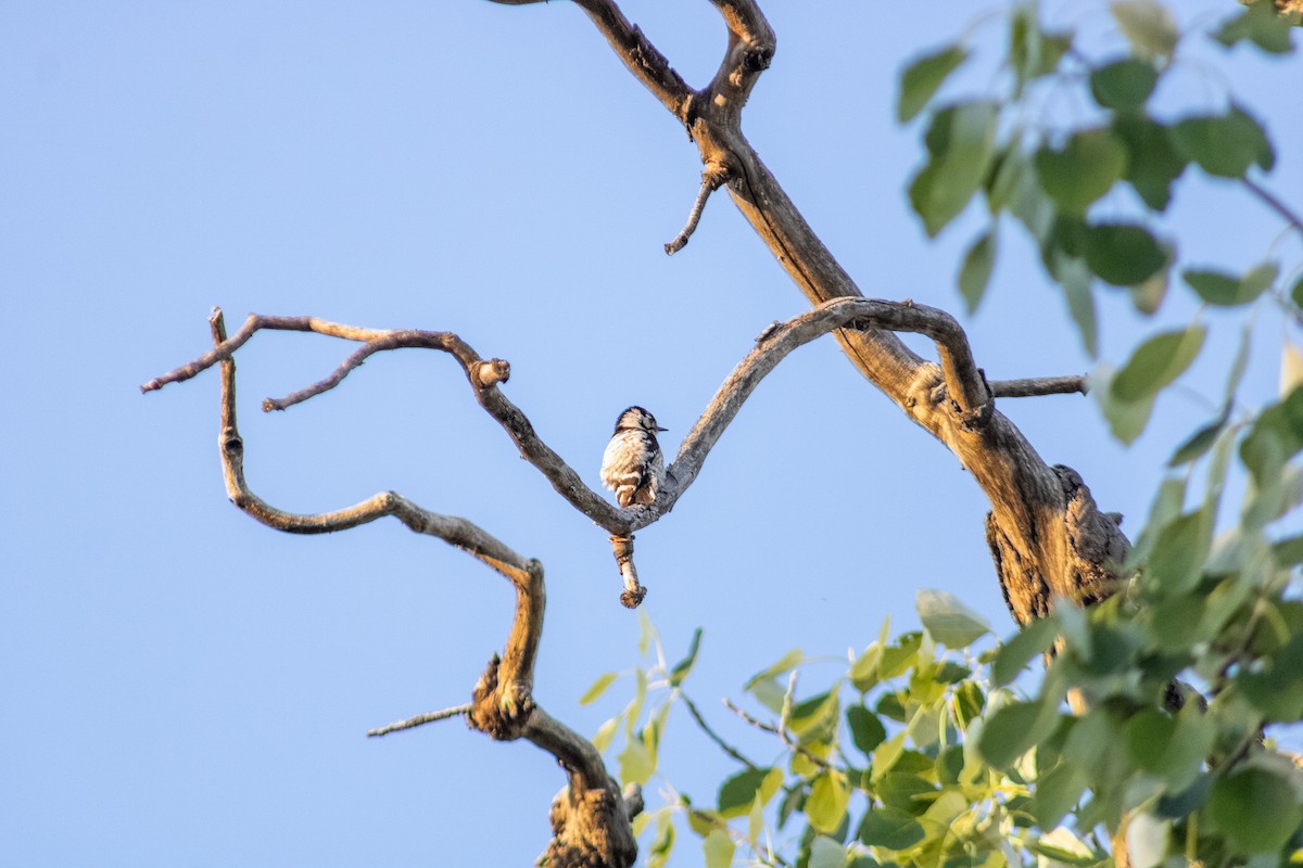 Lesser Spotted Woodpecker - Mercedes Sánchez Cantos