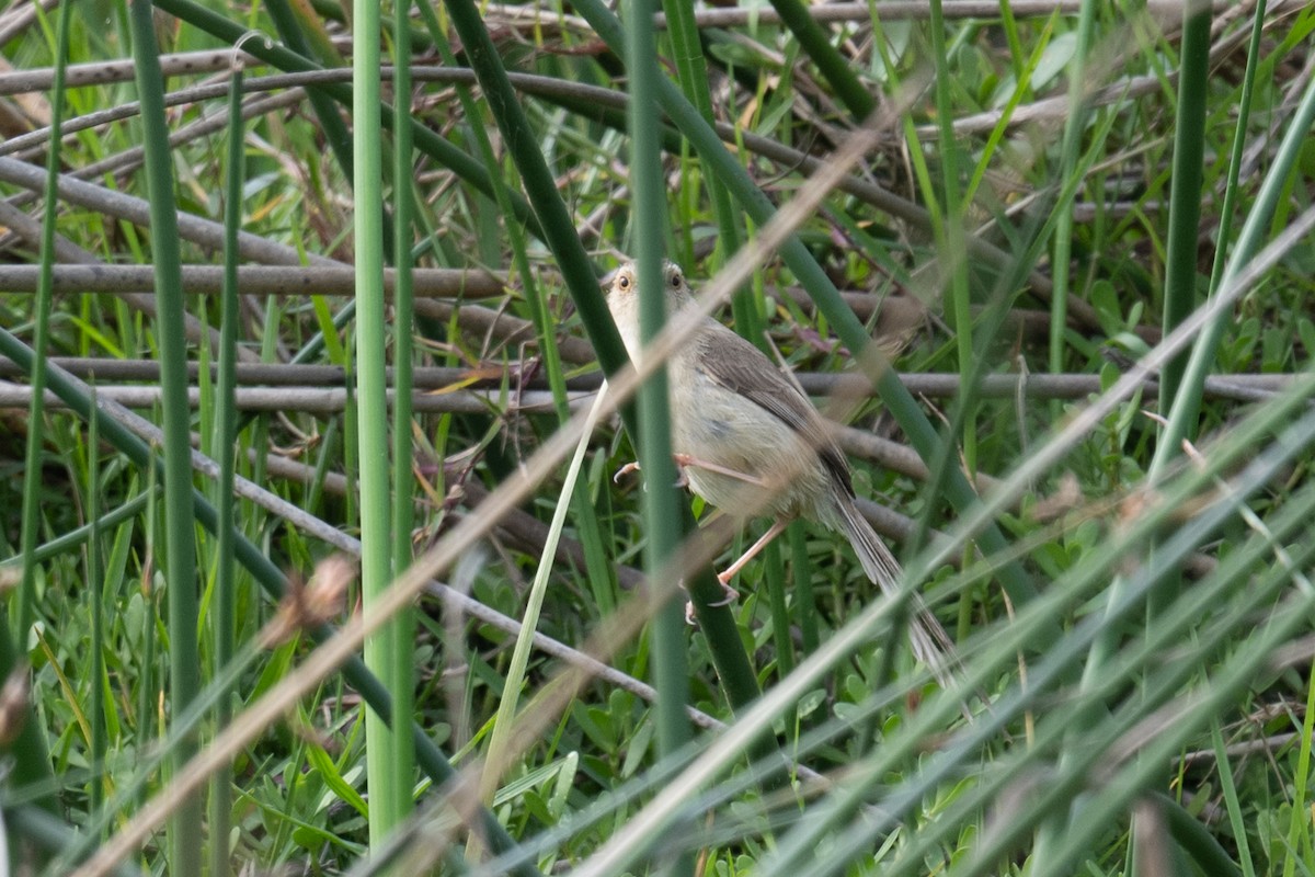 Plain Prinia - ML617483942