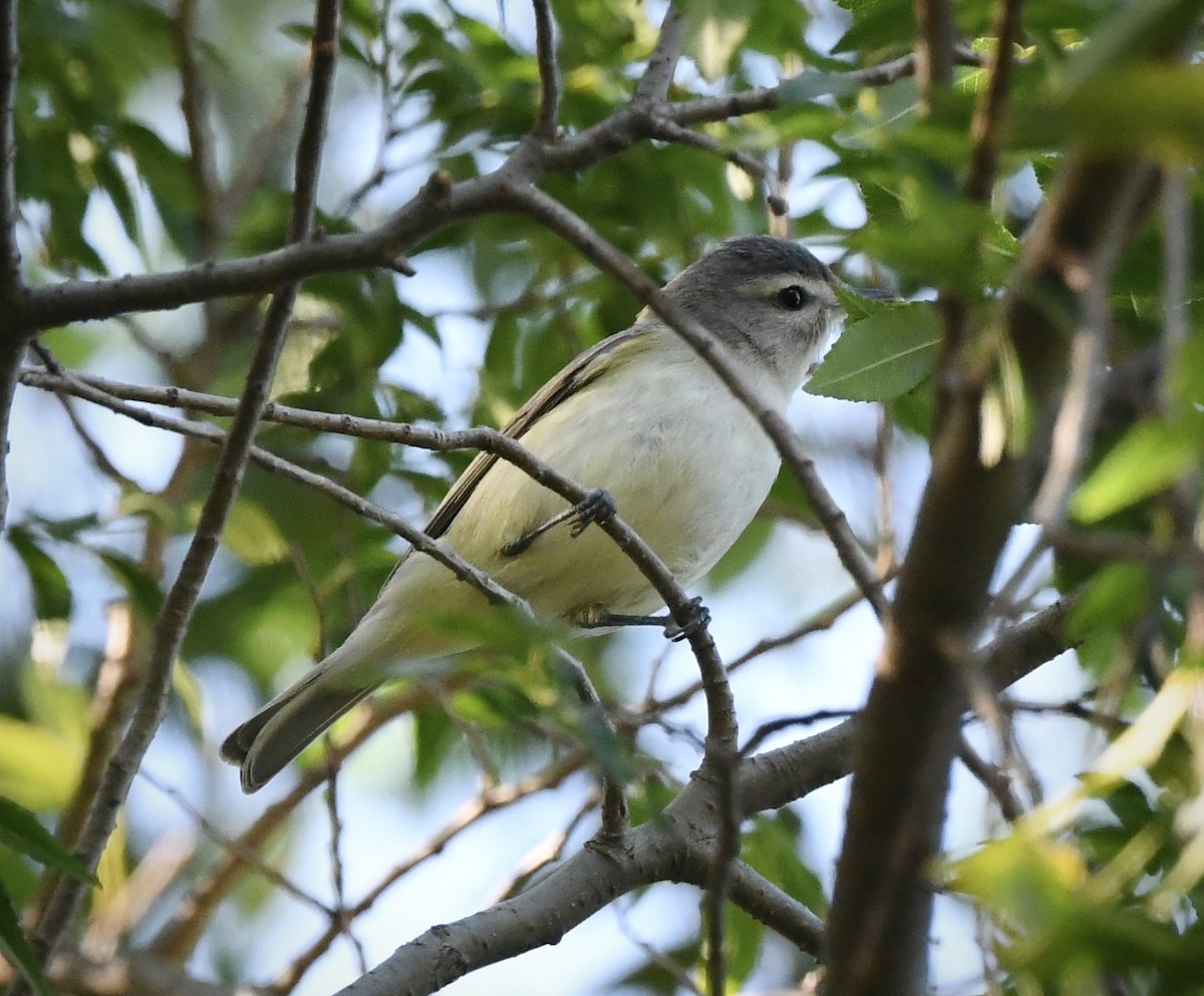 sangvireo - ML617483990