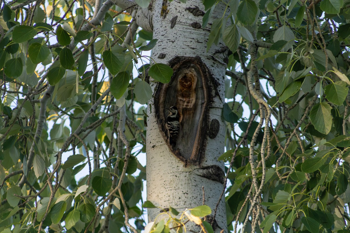 Lesser Spotted Woodpecker - ML617483994