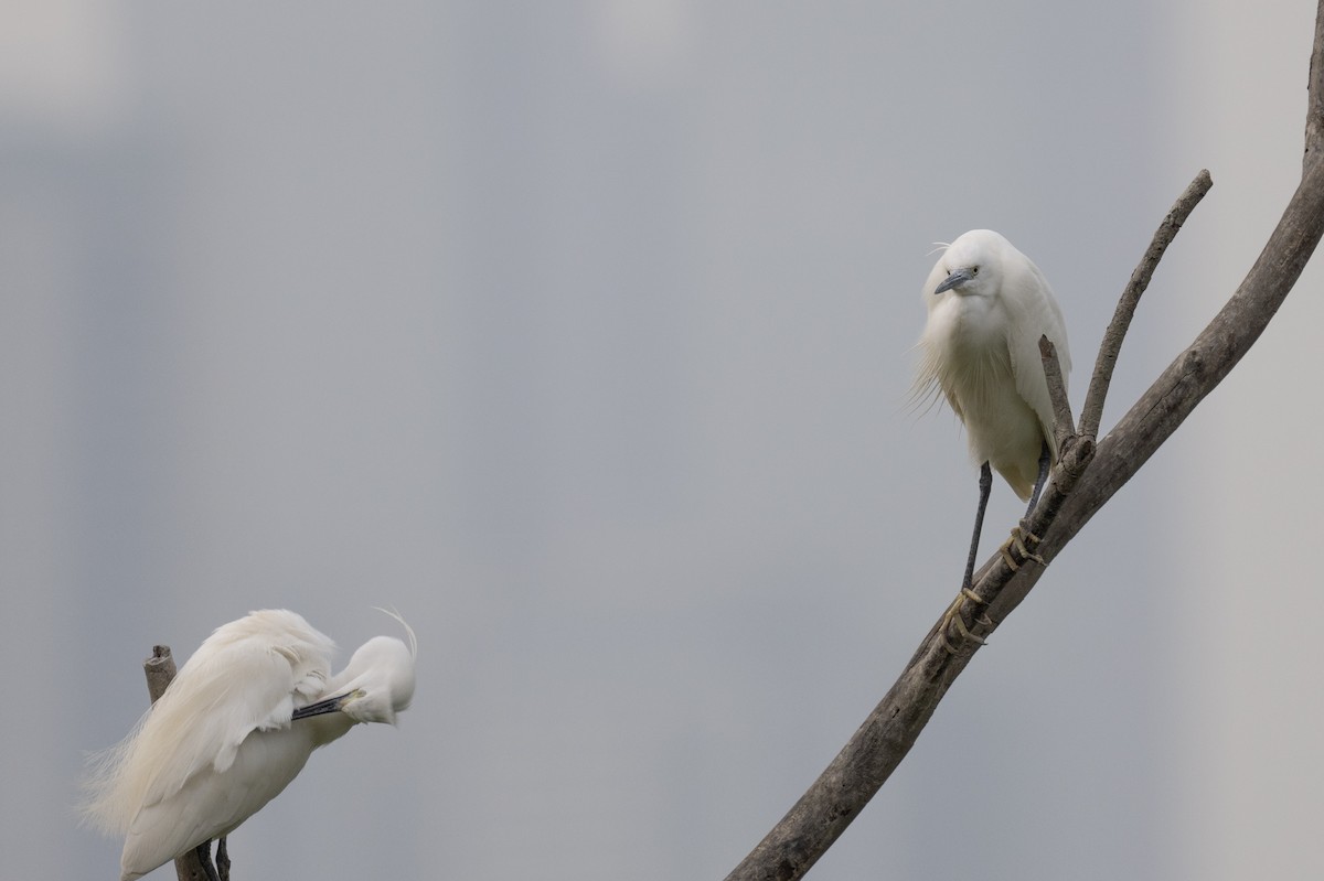 Little Egret - ML617484003