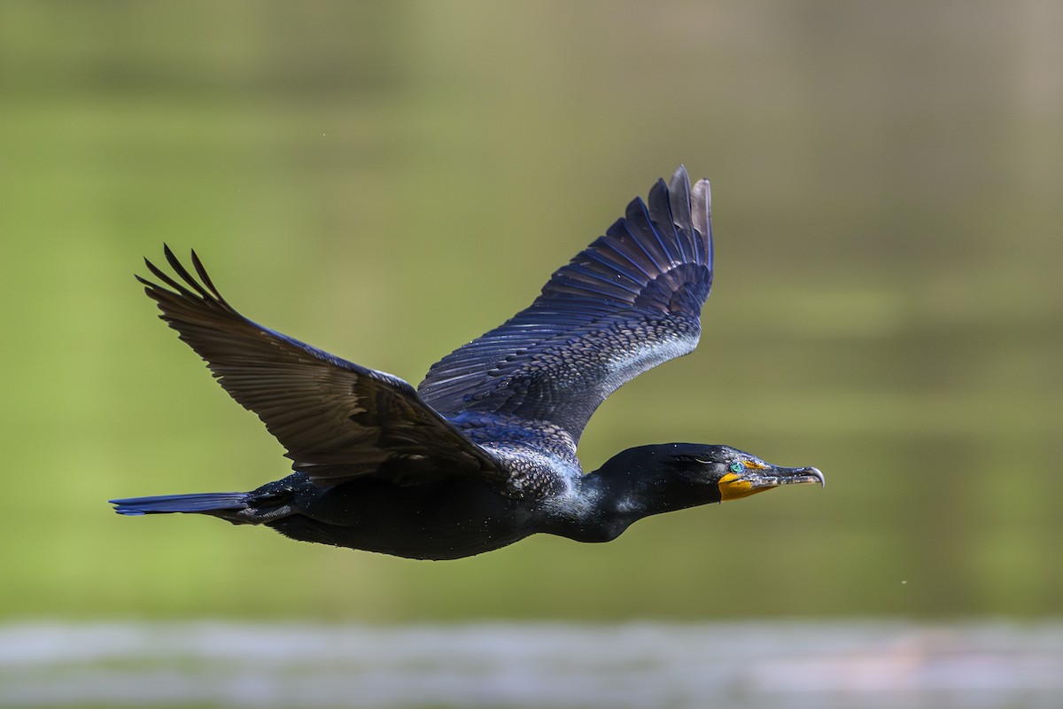 Double-crested Cormorant - John Missing