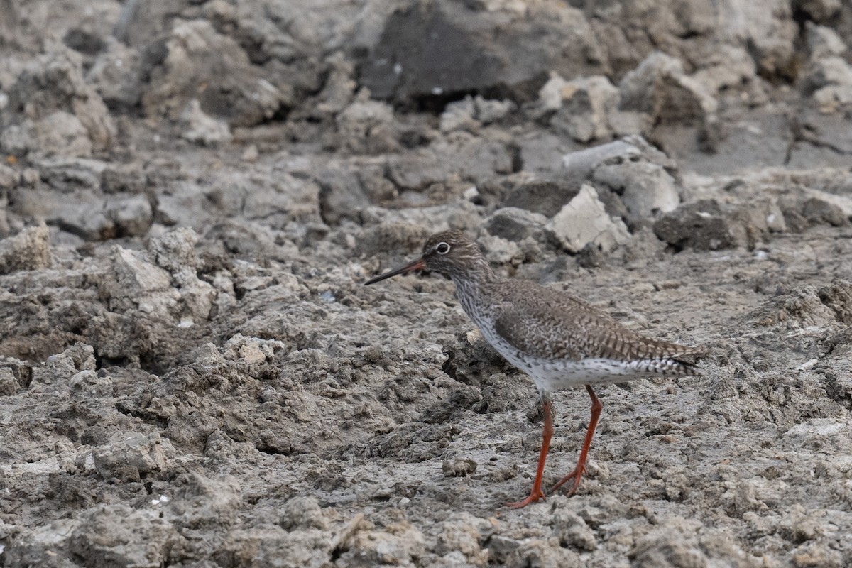 Common Redshank - ML617484027